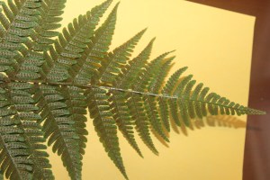 triangular shaped frond