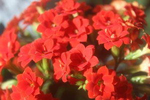 IMG_7607