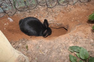 Charlotte digging 010