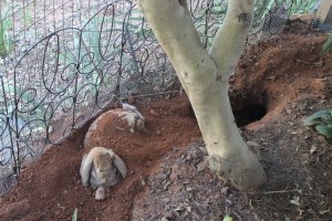Charlotte digging 021