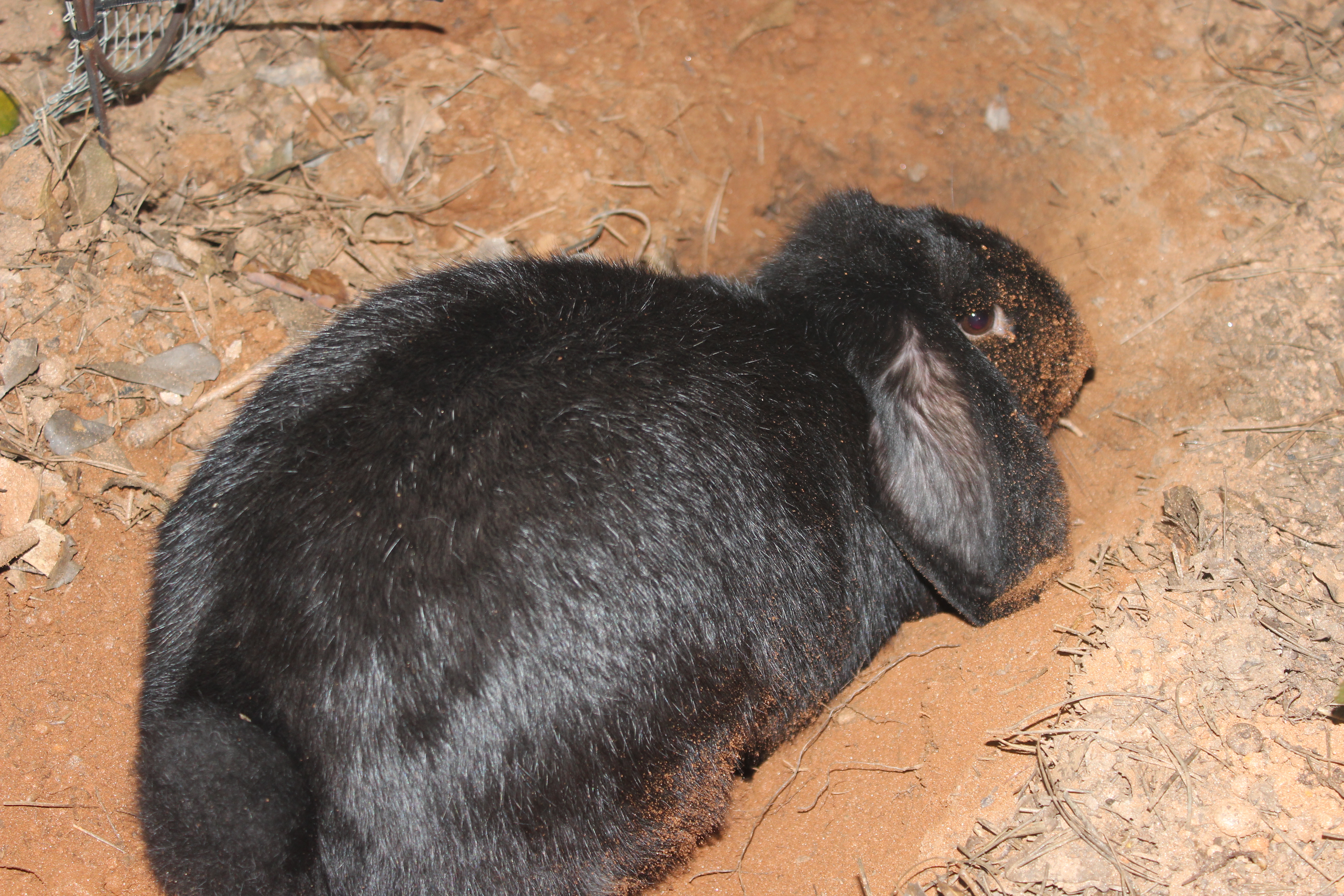 Charlotte digging 024