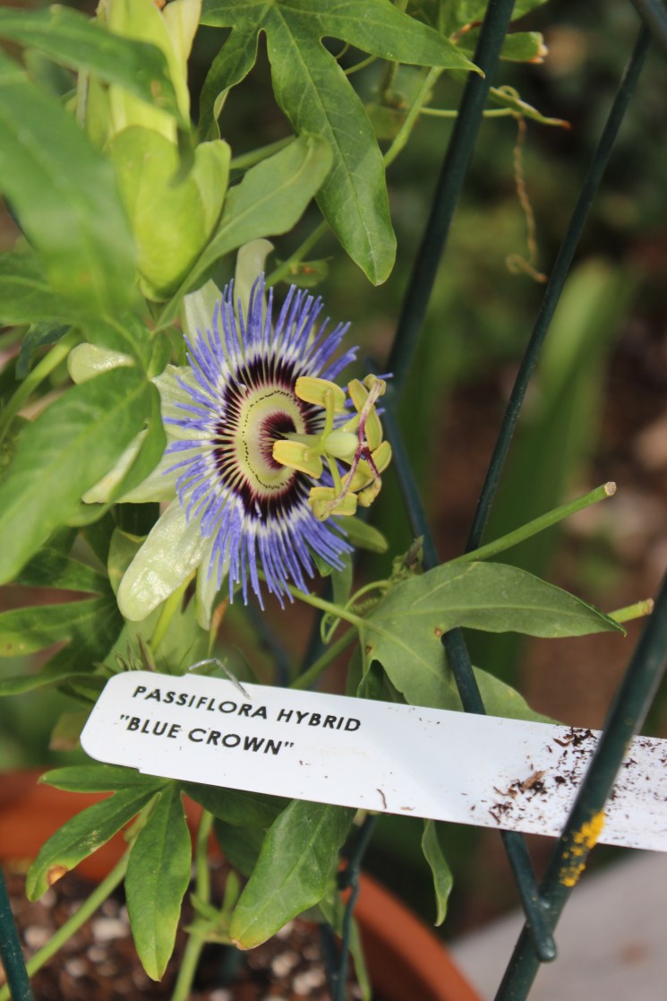 Passiflora hybrid "Blue Crown"
