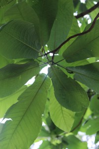 Magnolia macrophylla