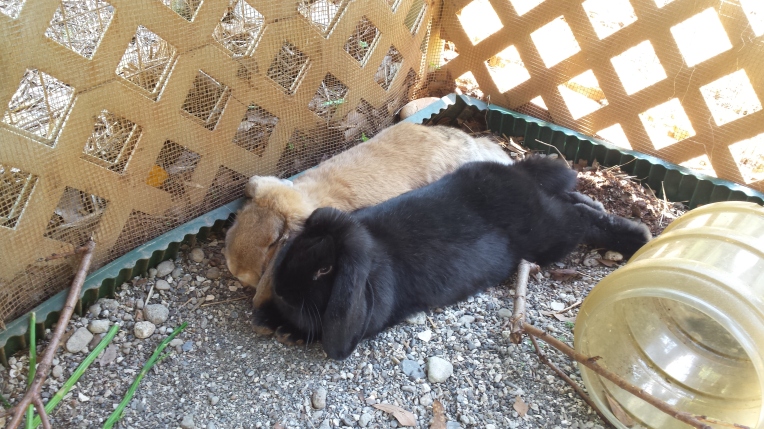 rabbits,Cheraw, Portland, Blog 063