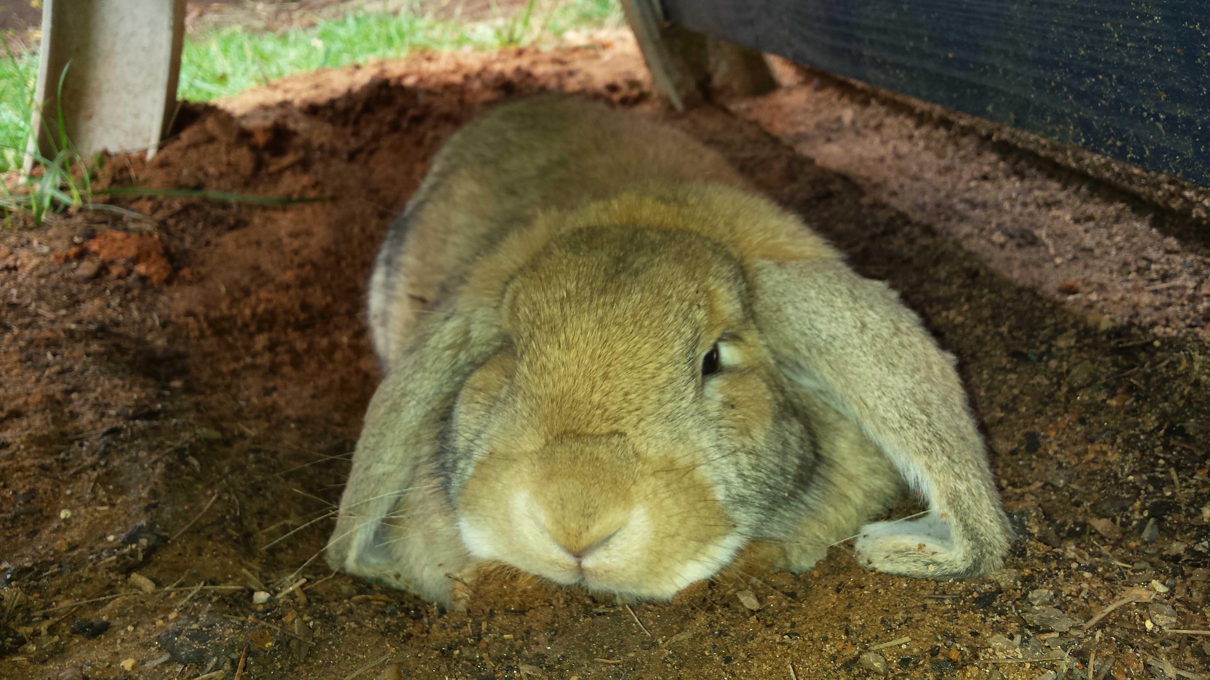 rabbits,Cheraw, Portland, Blog 229