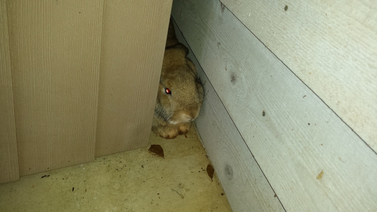 rabbits,Cheraw, Portland, Blog 245