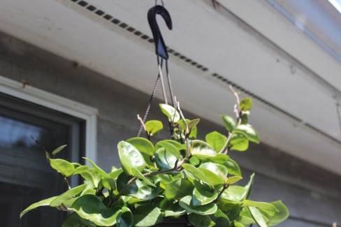 Hoya carnosa 'Chelsea'
