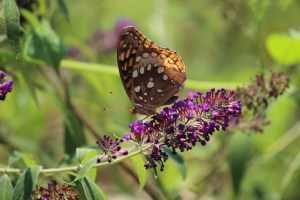 IMG_2980