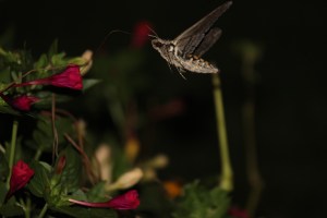 IMG_3146