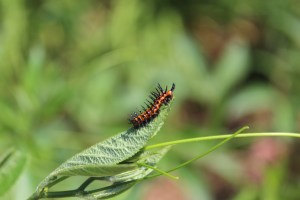 img_4024