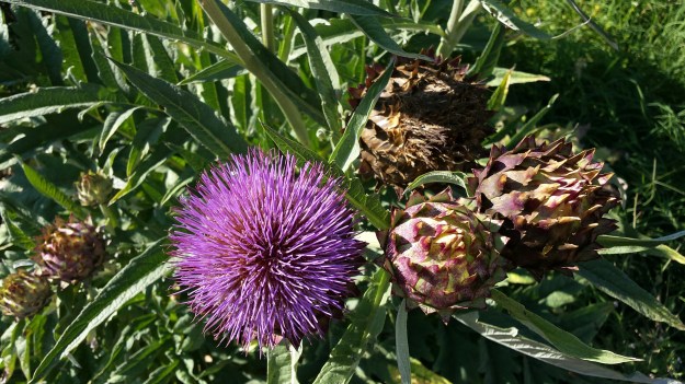 rabbitscheraw-portland-blog-010