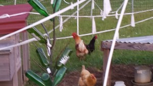 rabbitscheraw-portland-blog-012