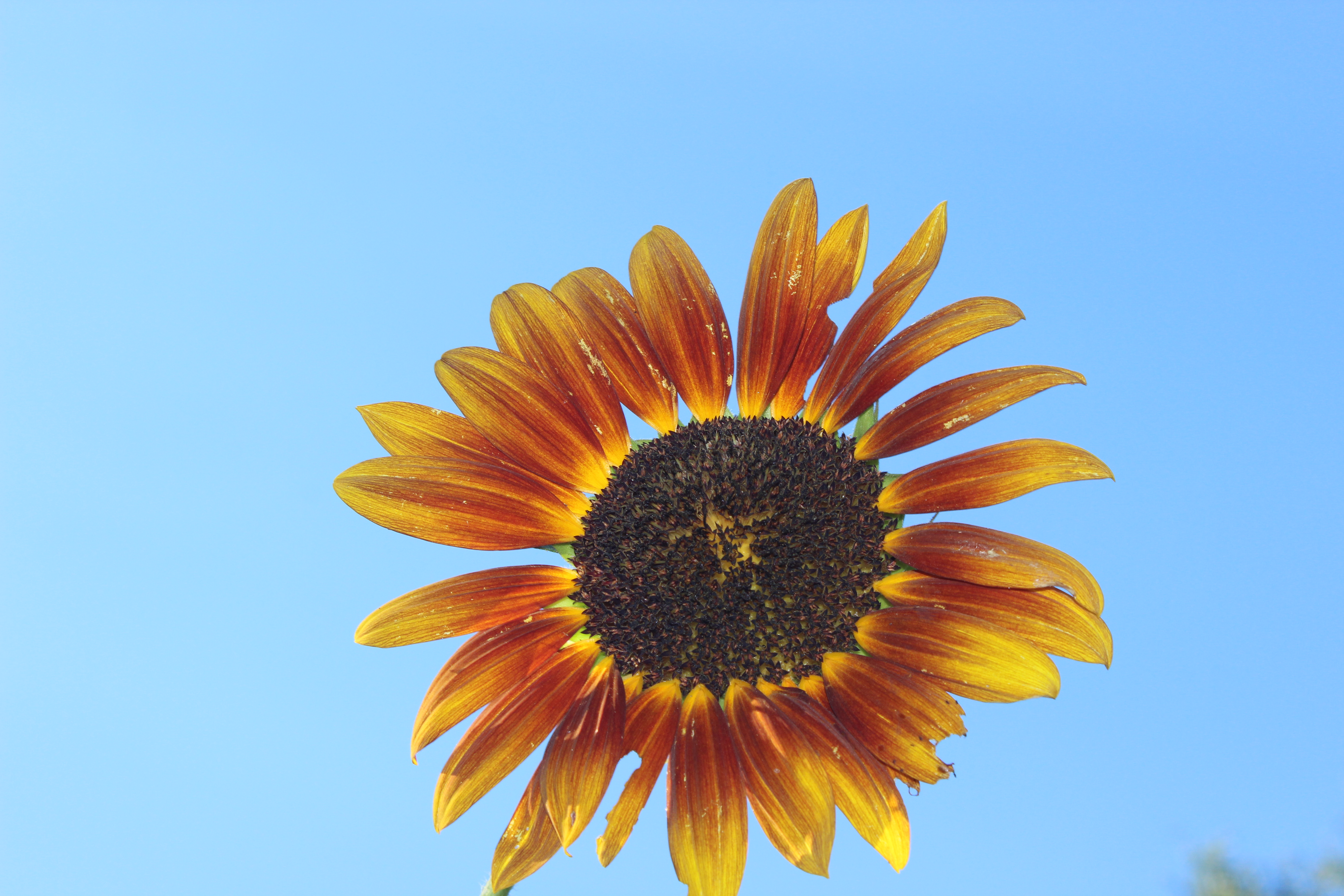 swallowtail-and-scirrocco-031