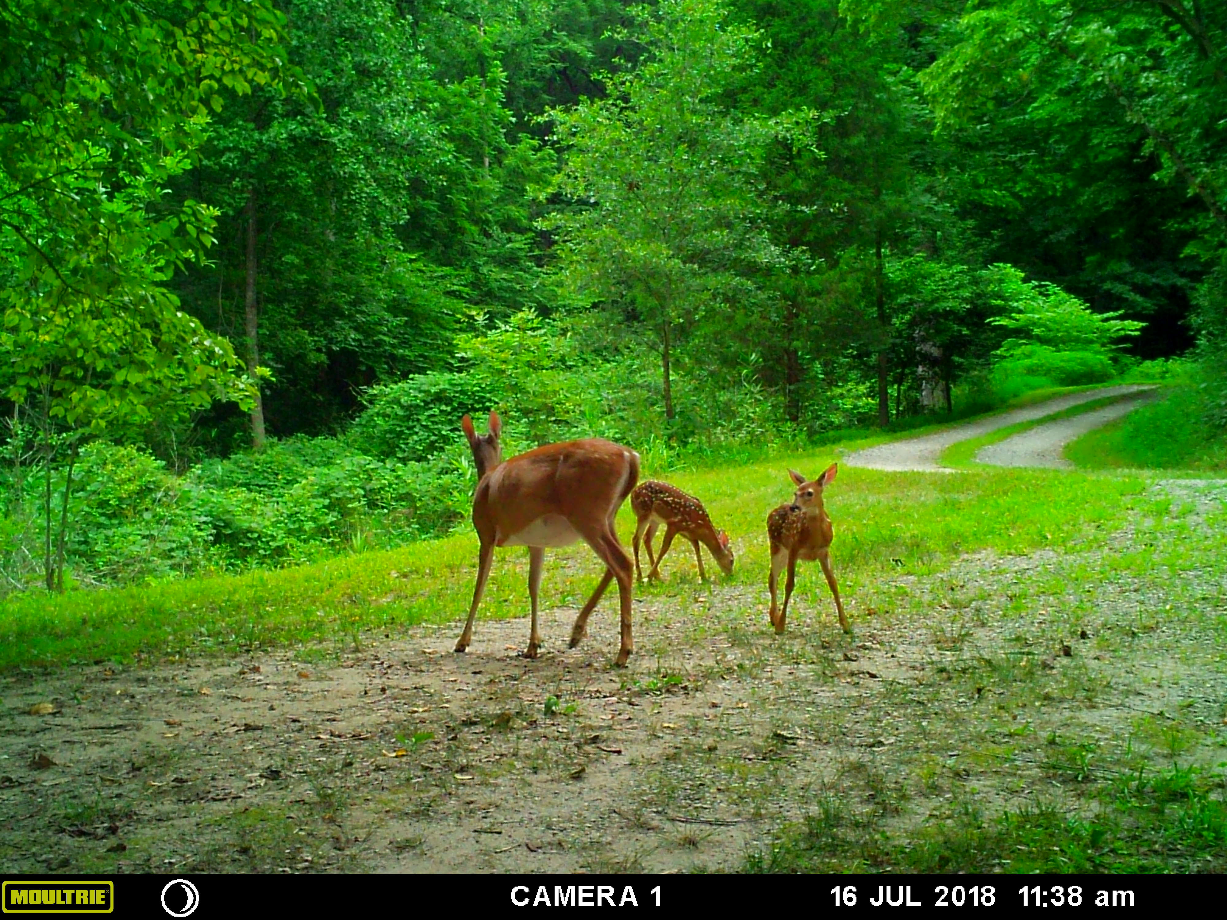 MOULTRIE DIGITAL GAME CAMERA