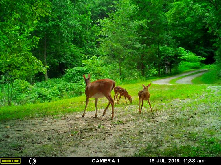 MOULTRIE DIGITAL GAME CAMERA