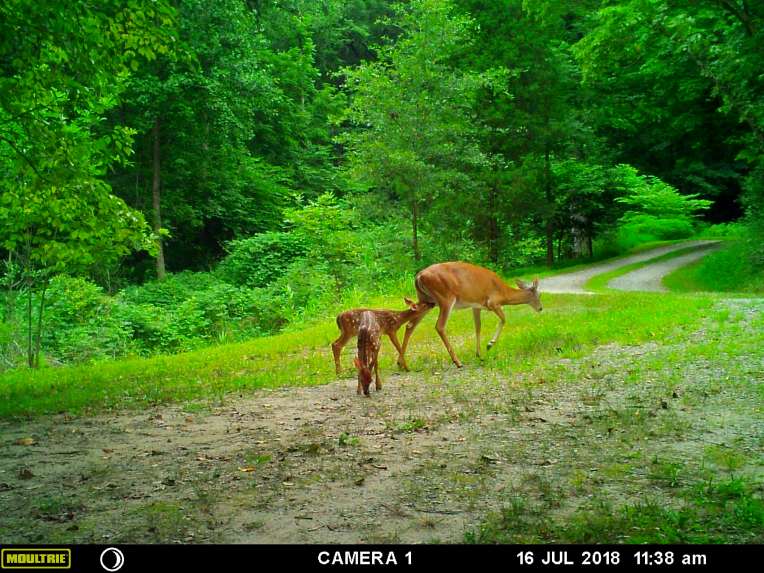 MOULTRIE DIGITAL GAME CAMERA