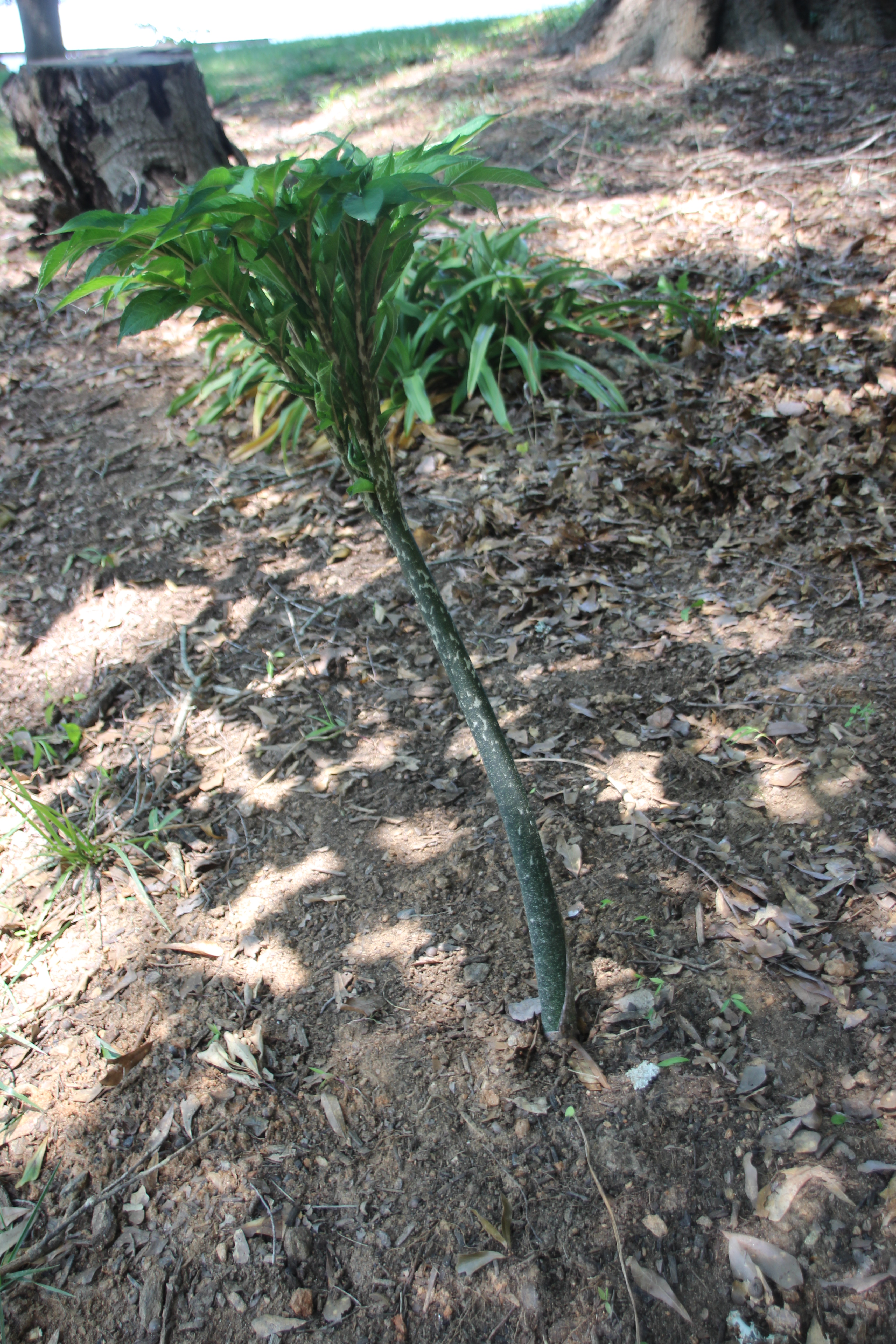 Amorphophallus konjac – floweralley