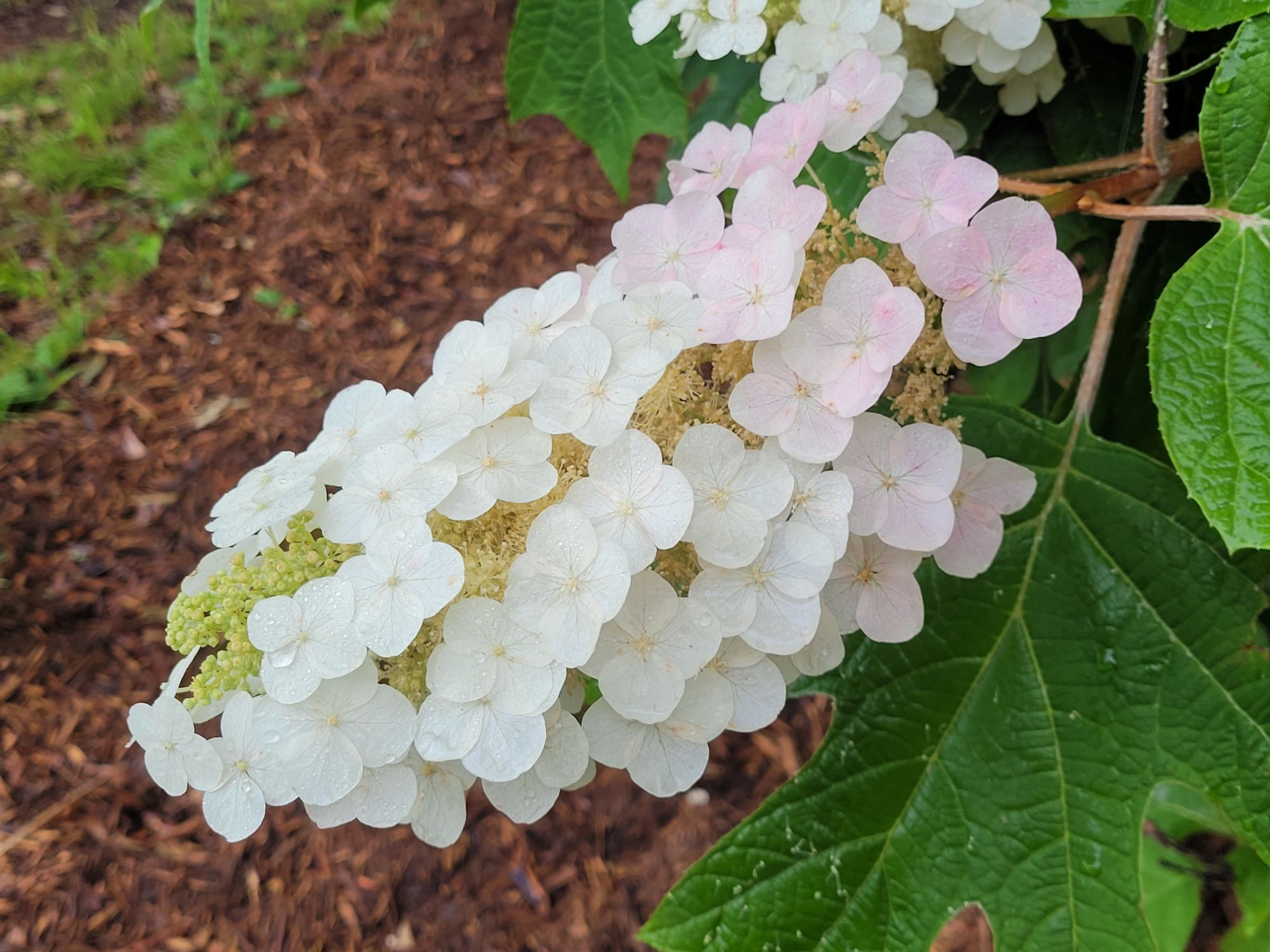 Hydrangeas – floweralley