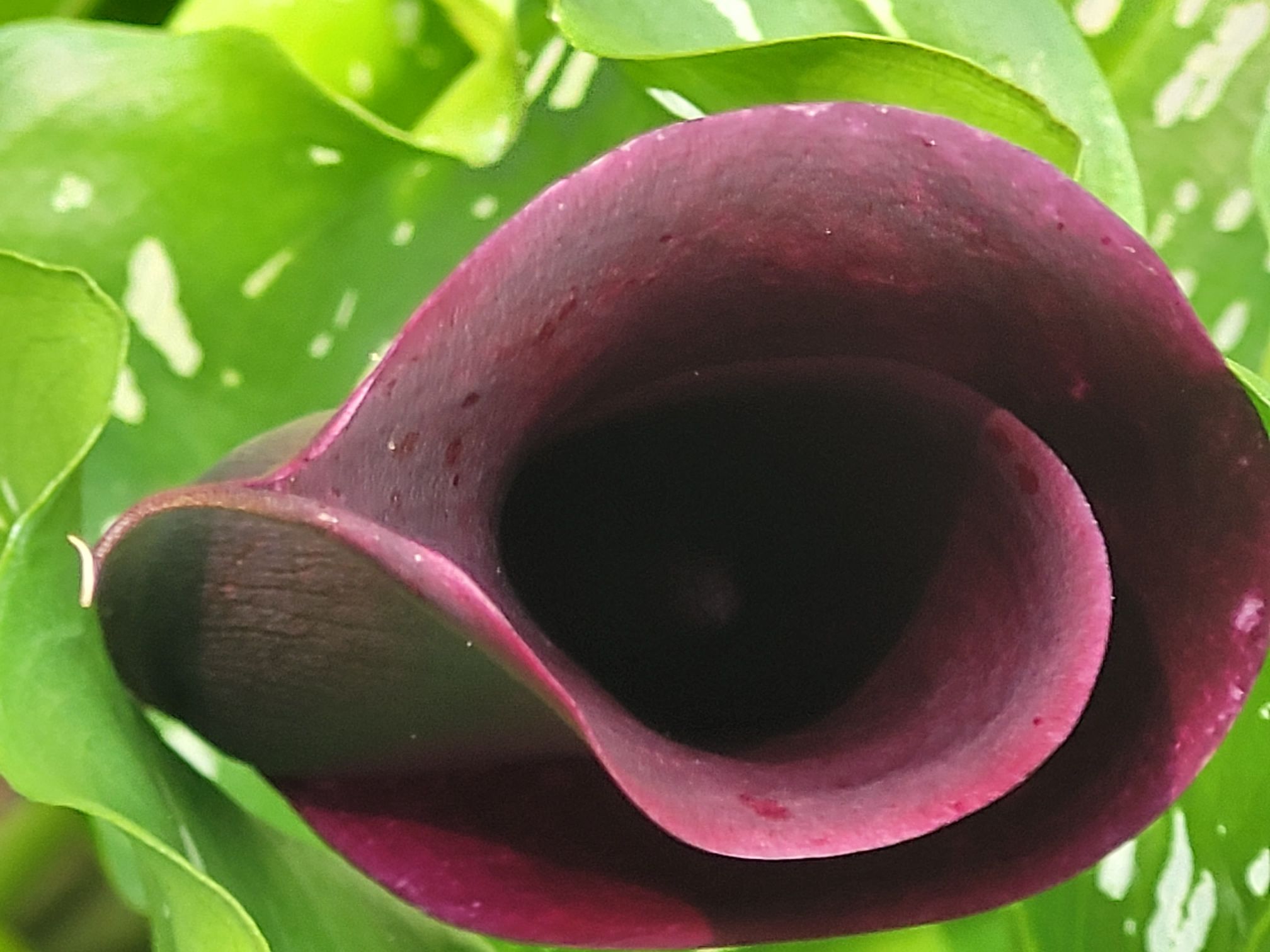 Tall, Dark and Easy – floweralley