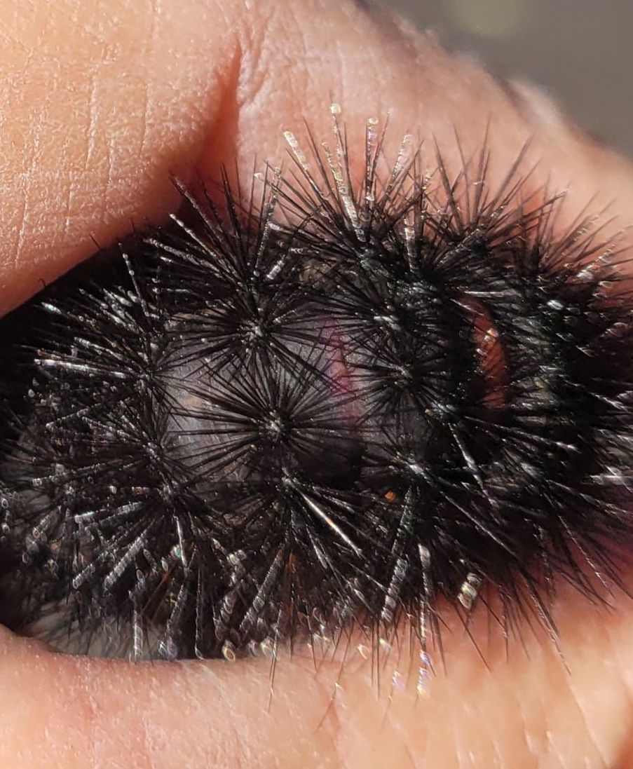 Giant Wooly Bears Tumble and Roll but do NOT Sting nor Predict