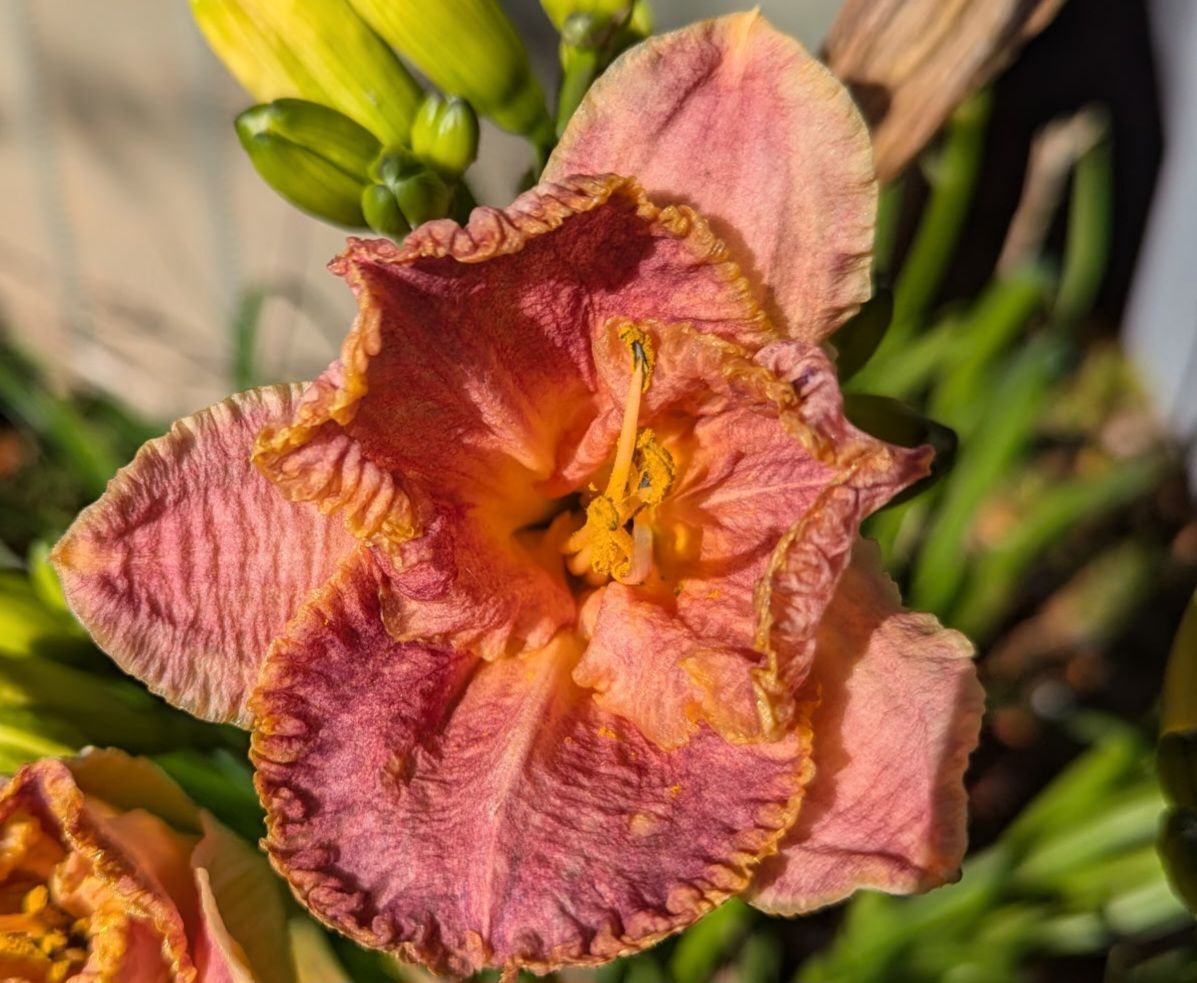 Bloom When You Can – floweralley