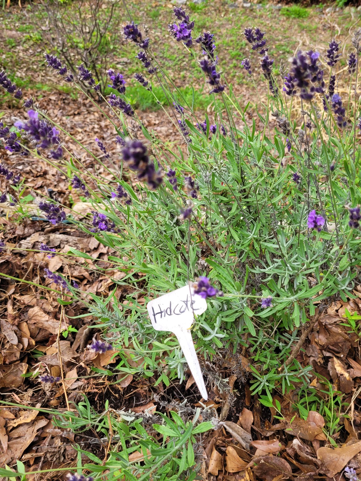 The Lavender Experiment – floweralley